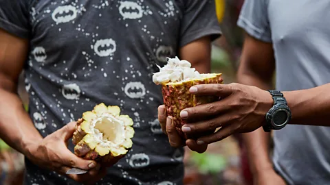 Dawn Marie Jones/Alamy While most cacao trees produce purple beans, the Pure Nacional also produces white beans known for their fruity, floral flavour (Credit: Dawn Marie Jones/Alamy)