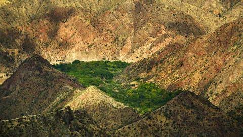National Geographic Image Collection/Alamy The isolated Marañón Canyon protected a small group of Pure Nacional trees from being decimated by disease (Credit: National Geographic Image Collection/Alamy)