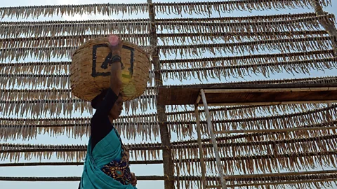 Indranil Mukherjee/Getty Images For hundreds of years, Koli fishermen have pegged Bombay duck on large racks by the sea to dry them in the sun (Credit: Indranil Mukherjee/Getty Images)