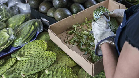 Getty Images Nopal is used in a number of traditional Mexican dishes, but a lot of the inedible plant matter is thrown away (Credit: Getty Images)
