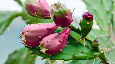 Getty Images The benefit of using nopal plant matter for creating biofuel is that it is grown for other uses, helping to make efficient use of land and resources (Credit: Getty Images)