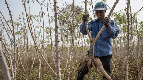 Getty Images The cassava crop is incredibly important to the economies of South East Asia (Credit: Getty Images)