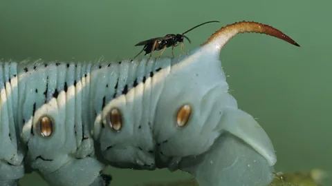 Getty Images A parasitic wasp (Cotesia congregata) climbs onto the back of a tobacco hornworm caterpillar where it will lay eggs in the host, eventually nullifying it (Credit: Getty Images)