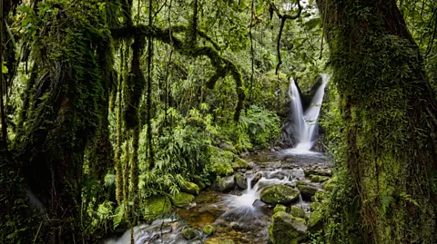 Morgan Trimble/Getty Images Locals hope that the revitalised trails and camps will entice tourists to return to the region (Credit: Morgan Trimble/Getty Images)