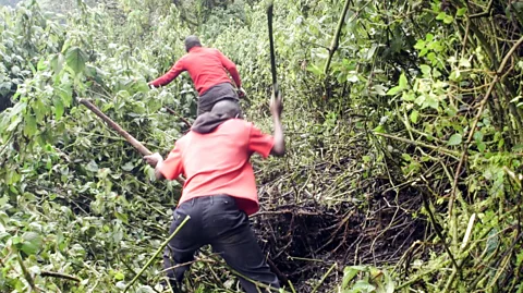 Thomas Lewton Mountain guides and porters have been cutting new routes through the undergrowth as many trails were destroyed by the landslides (Credit: Thomas Lewton)