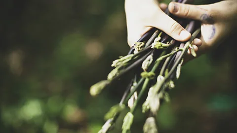 Suzan Gabrijan Ana Roš cooks with herbs and spices harvested from Hiša Franko’s own garden (Credit: Suzan Gabrijan)