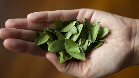 Matt Stirn Today, small-scale yaupon growers are promoting sustainability and the beverage’s indigenous roots (Credit: Matt Stirn)
