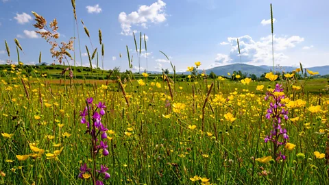 Mauritius Images GmbH/Alamy Albanian wild-gathered herbs are sought-after internationally (Credit: Mauritius Images GmbH/Alamy)