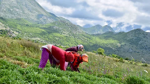 Elizabeth Gowing Women herb collectors harvest from May to September in Albania