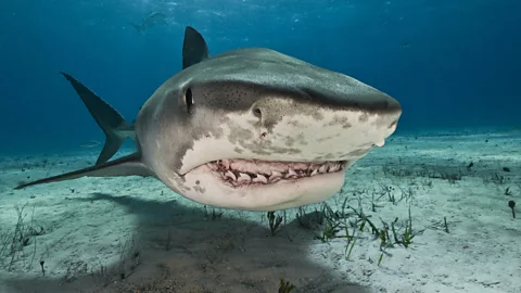 Getty Images Tiger sharks have far-reaching impacts on their ecosystems, and can help fight climate change by protecting their habitats (Credit: Getty Images)