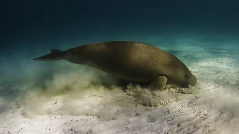Getty Images Sea cows, or dugongs, can be destructive grazers, rooting out the seagrass species that help hold the ecosystem together (Credit: Getty Images)