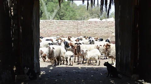 Elise Morton El Gouna Farm produces olive oil, dates, jojoba oil, wool and meat (Credit: Elise Morton)