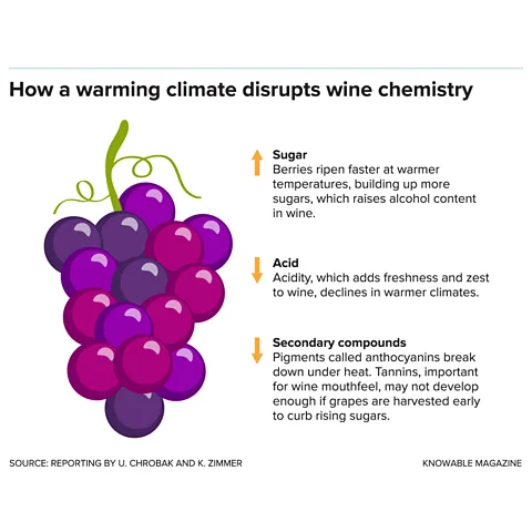 Knowable Magazine In a warmer climate, wines frequently become more alcoholic, less acidic and have fewer secondary compounds (Credit: Knowable Magazine)