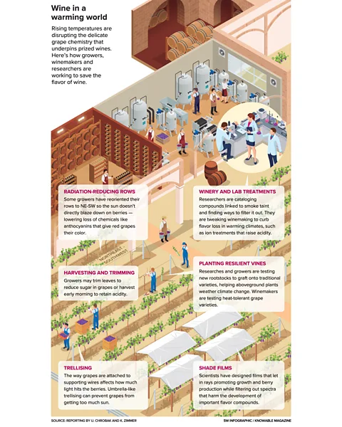5W Infographic/Knowable Magazine Wine growers are experimenting with an array of solutions to the challenge of producing wine in a warming world (Credit: 5W Infographic/Knowable Magazine)