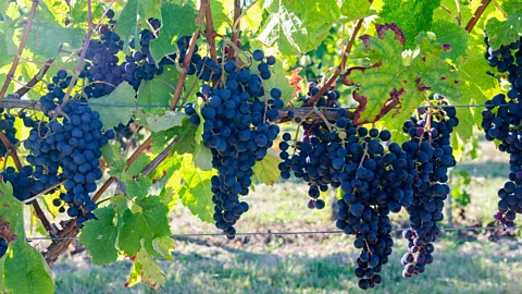Alamy What makes a Bordeaux a Bordeaux? New grape varieties are being trialled to maintain the characteristic Bordeaux flavour in a warmer climate (Credit: Alamy)