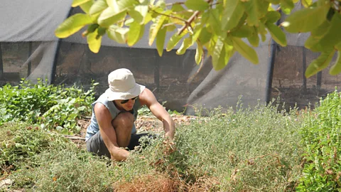Israel Images/Alamy By teaching people to grow what they eat and reduce their waste, Lotan is helping change people's relationships with food (Credit: Israel Images/Alamy)