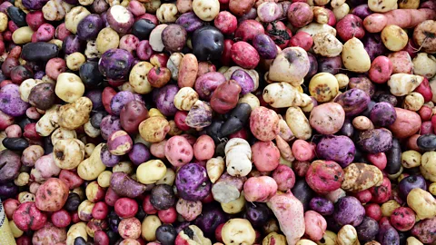 Andes There are more than 1,300 varieties of potato to be found growing in the mountains of the Andes (Credit: Andes)
