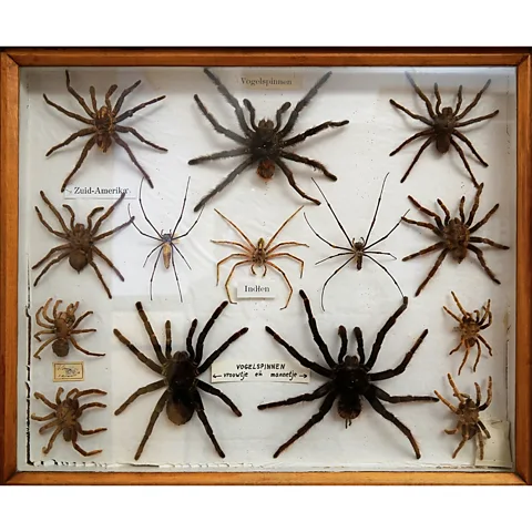 Getty Images Researchers regularly see enthusiasts boasting collections of more than 100 tarantula species in online forums (Credit: Getty Images)