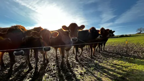 BBC Seven cows are standing in a line behind a string fence. The cows are brown and are standing in muck. They are in a field with green grass in front and to the side of them. The sun is shining down on the cows. There is a clear blue sky above them. 