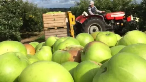 BBC Fruit harvesting