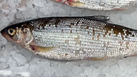 Cliff Mason Lough Neagh pollan