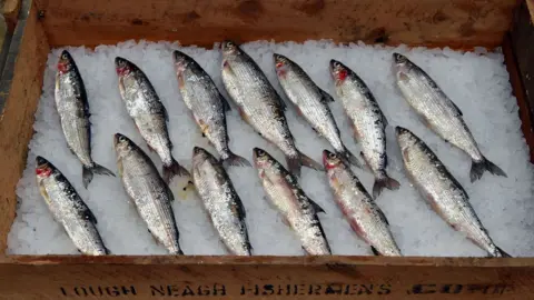 Cliff Mason lough neagh pollan in a box