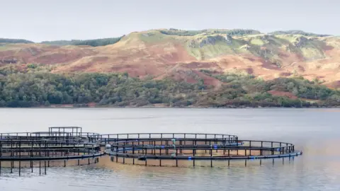 Getty   Salmon farm
