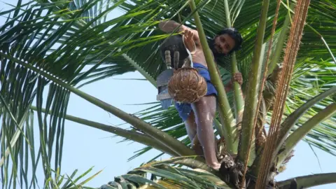 Amila Gamage A toddy tapper on a coconut tree in Sri Lanka