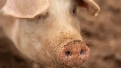 BBC Pig snout
