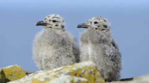 Lorne Gill / NatureScot Herring gull chicks
