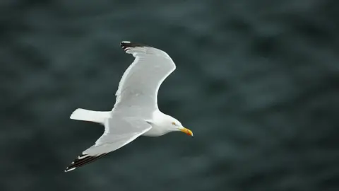 Lorne Gill / NatureScot Gull flying