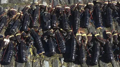 IOM GOVERNMENT Undersized lobsters