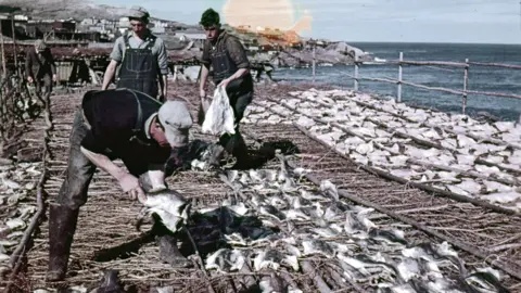Courtesy Library and Archives Canada  Cod being dried out in Pouch Cove, NL, in 1948