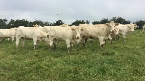 BBC Beef cattle near Bushmills
