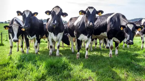 Getty Images A group of black and white cows are lined up, staring at the camera. They are standing on a field of lush green grass. They all have yellow ear tags