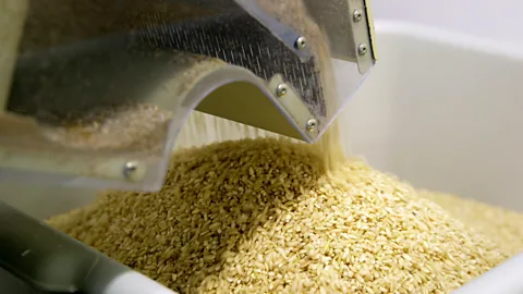 Breville USA/Flickr/CC BY 2.0 Some have called Carolina Gold the world’s greatest rice (Credit: Breville USA/Flickr/CC BY 2.0)