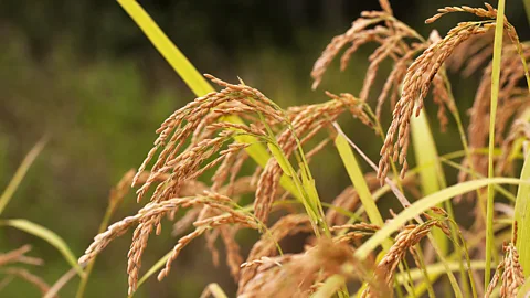 Anson Mills The rice turns gold when ready to harvest (Credit: Anson Mills)