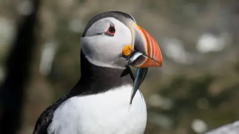 RSPB A puffin