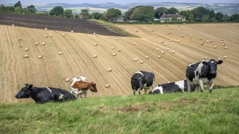 BBC Field of cows with hay bales in the background