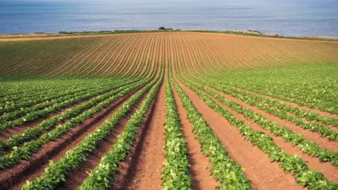 Getty Images Field of potatoes in East Lothian