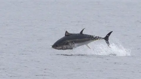 Tom Horton, University of Exeter An Atlantic bluefin tuna breaches the surface of the sea while feeding in UK waters