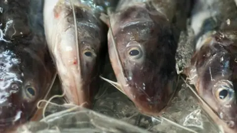 Getty Images Fish