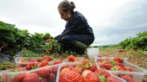 PA Strawberry picker