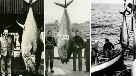 Scarborough Museums Trust Three large dead tuna caught off the British coast with the rod anglers who caught them