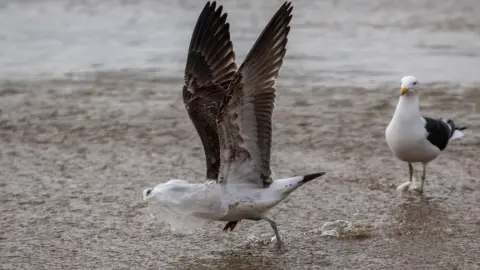 Claudio reyes/AFP A seagull struggles to take flight covered by a plastic bag, on the seashore at Caleta Portales beach in Valparaiso, Chile on July 17, 2018