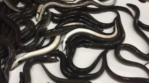 Eels writhing