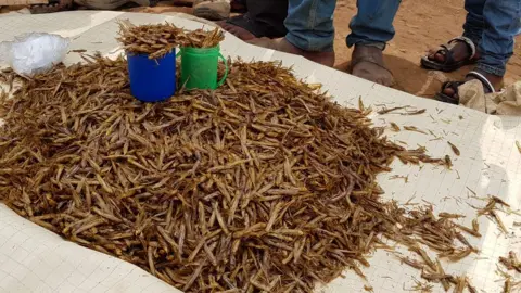 Pile of grasshoppers