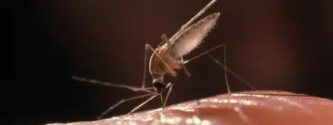 Spl Anopheles mosquito