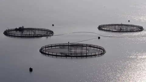 BBC fish farm