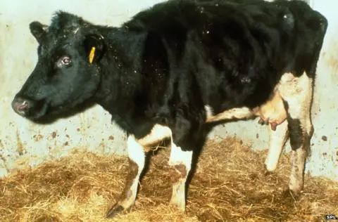 SPL Mad cow